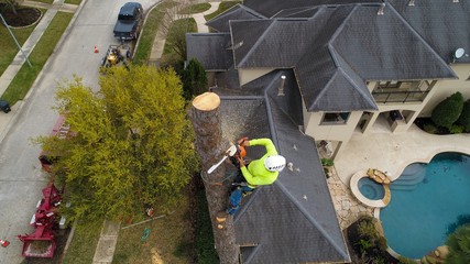 Tree Removal: Professionals Are Your Best Bet